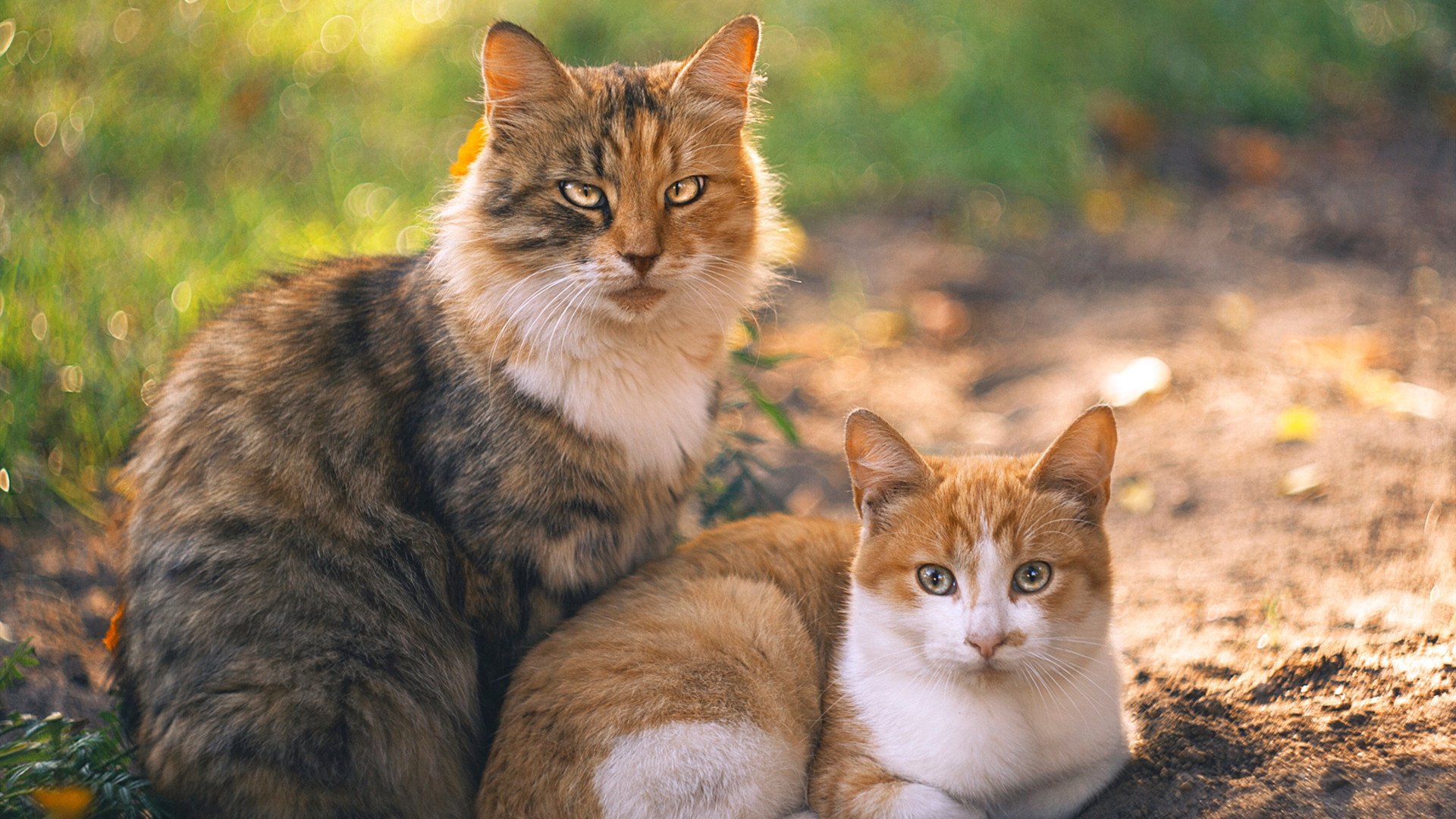 九游下载官方正版-NBA官宣：2025赛季的全新比赛赛制探索，nba2020赛制规则