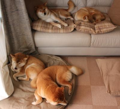 九游手机游戏-多特蒙德年轻中场崭露头角，迎来未来之星，多特蒙德 年轻